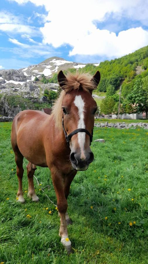 Katun Mokra Accommodation & Horseback Riding Podgorica Exteriér fotografie